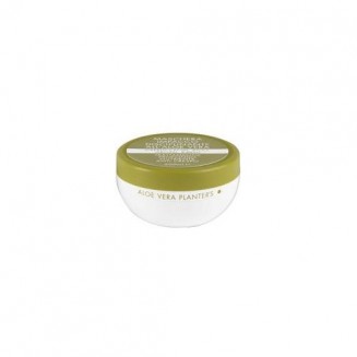 Planter S Aloe Vera...