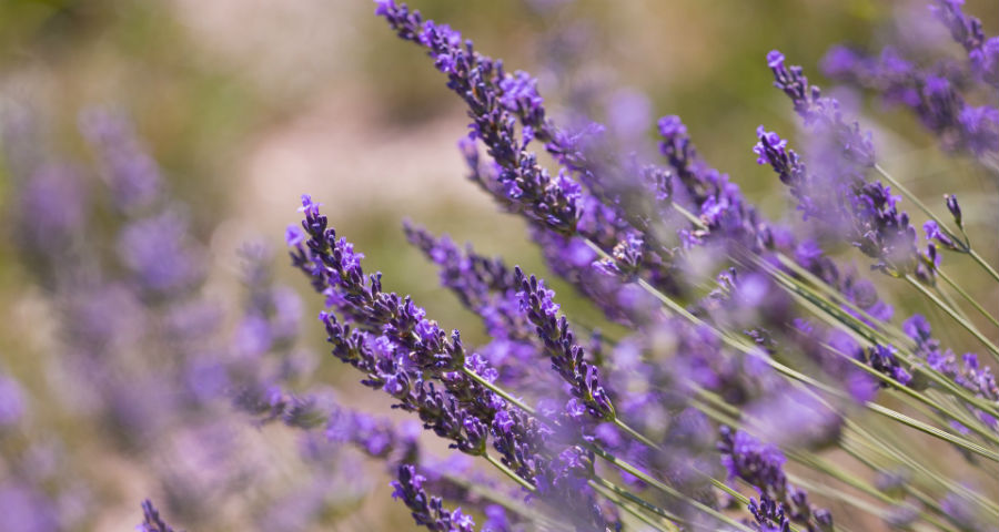 lavanda