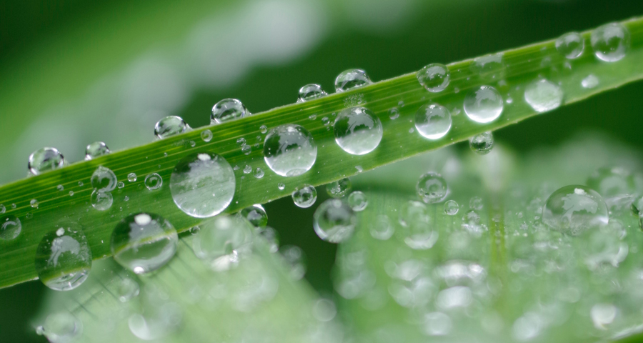 Aloe vera: 12 prodotti da tenere in frigo aloe vera