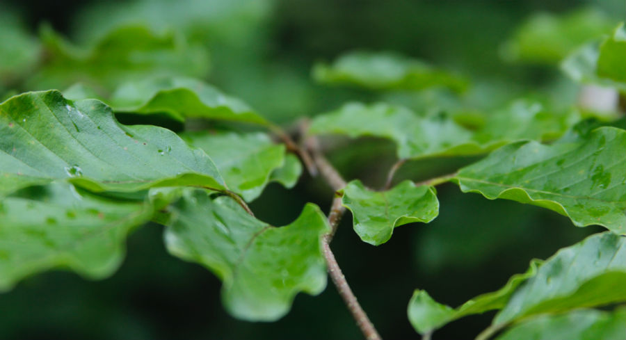 estratti botanici