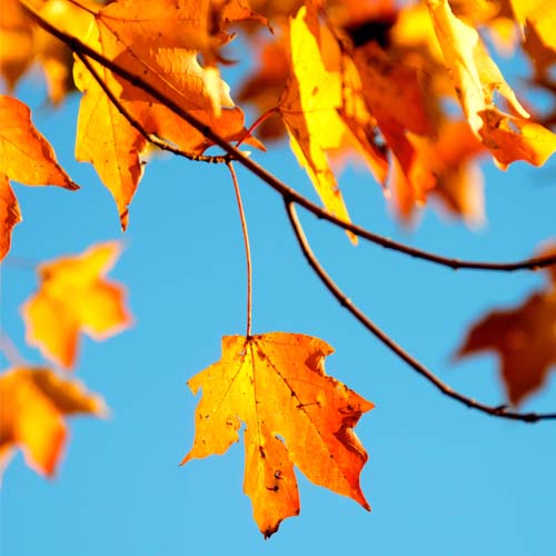 I migliori profumi da donna per l'autunno