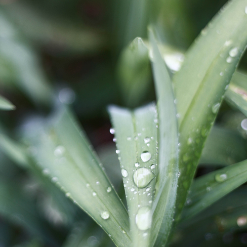 Aloe vera cosmetici, le proprietà dell'aloe arborescens
